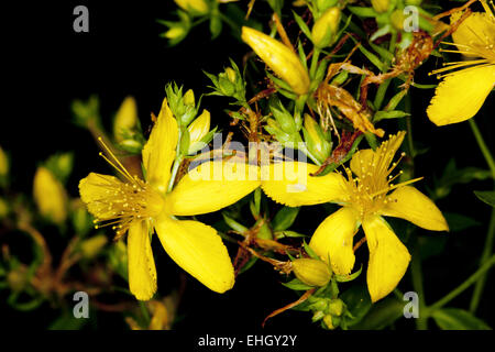 Le millepertuis, Hypericum perforatum Banque D'Images