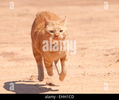 Chat tigré Orange fonctionnant à pleine vitesse sur le sable rouge Banque D'Images