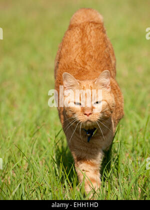 Chat tigré Orange courir vers le spectateur Banque D'Images