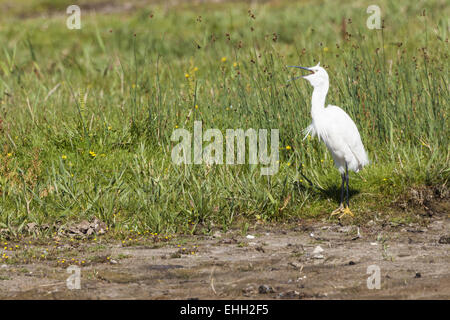 Les aigrettes (Casmerodius albus) Banque D'Images