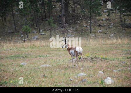 L'antilocapre dans les Black Hills Banque D'Images