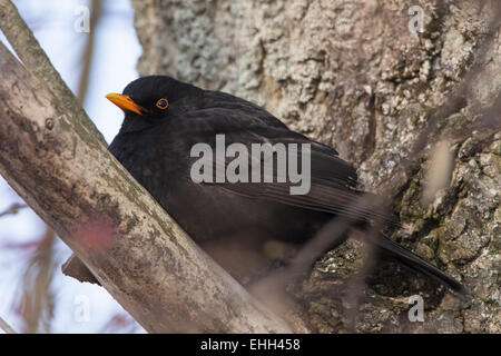 Blackbird mâle (Turdus merula) dans l'arbre Banque D'Images