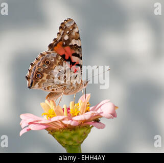 Vanessa cardui, la belle dame se nourrissant de papillon rose clair Zinnia Banque D'Images