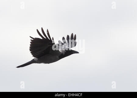 Hooded Crow (Corvus corone cornix) Banque D'Images