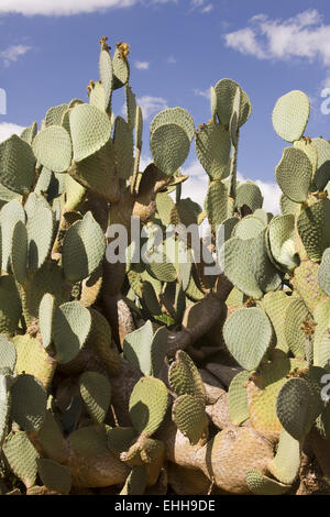 Le figuier de Barbarie (Opuntia ficus-indica) Banque D'Images