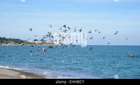 Planeur seagull troupeau à un rivage en une journée ensoleillée Banque D'Images