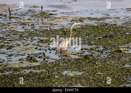 Heron Ardea goliath géant allapy Kerala, Inde Banque D'Images