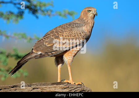 Chant pâle immatures (Melierax canorus) autour des palombes, désert du Kalahari, Afrique du Sud Banque D'Images