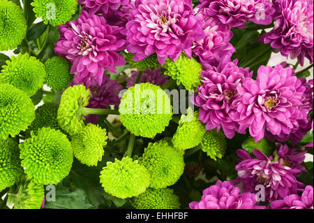 Chrysanthèmes colorés fleurissent dans le jardin. Pour l'utiliser comme arrière-plan de la nature. Banque D'Images