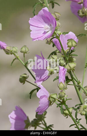 De plus, Malva alcea mauve-musc Banque D'Images