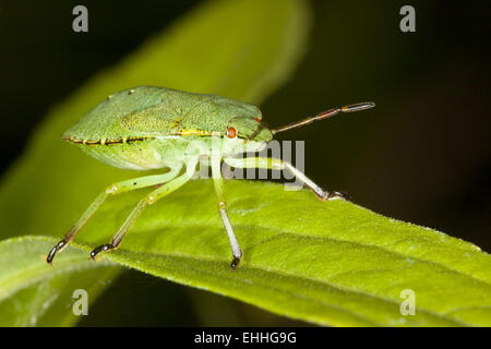 Palomena prasina, Green Shield bug, nymphe Banque D'Images