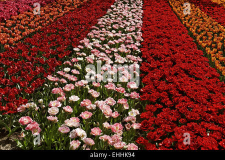 Champ de tulipes près de Lisse, South Holland Banque D'Images