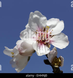 Prunus dulcis, var. amara, Almond tree Banque D'Images