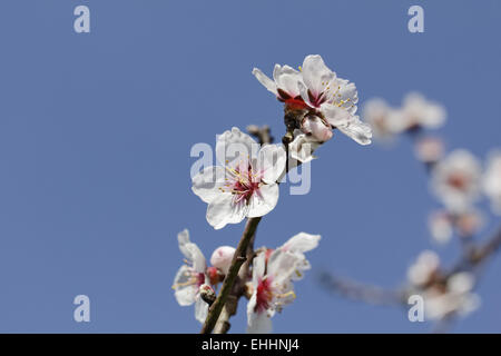 Prunus dulcis, var. amara, Almond tree Banque D'Images