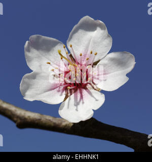 Prunus dulcis, var. amara, Almond tree Banque D'Images