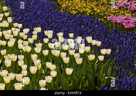 Tulip Cheers, Triumph tulip Banque D'Images