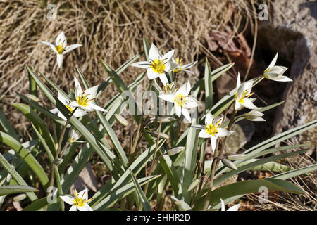 Tulipa turkestanica, Turkestan Tulip Banque D'Images