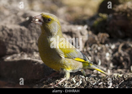 Verdier (Carduelis chloris) Banque D'Images