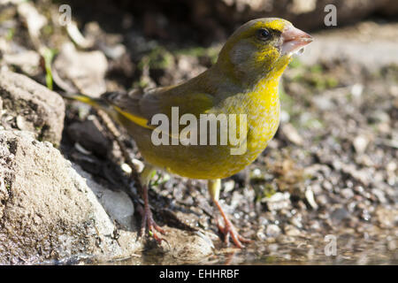 Verdier (Carduelis chloris) Banque D'Images