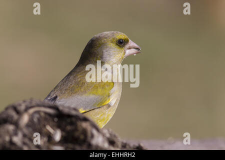 Verdier (Carduelis chloris) Banque D'Images