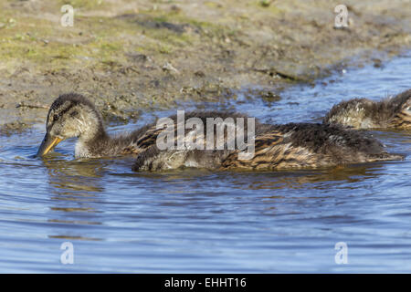 Les jeunes canards colverts (Anas platyrhynchos) Banque D'Images