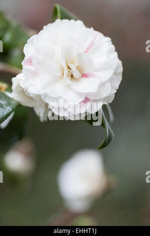 Camellia (Camellia japonica) Banque D'Images