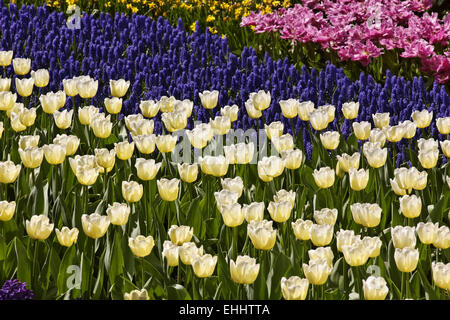 Tulip Cheers, Triumph tulip Banque D'Images