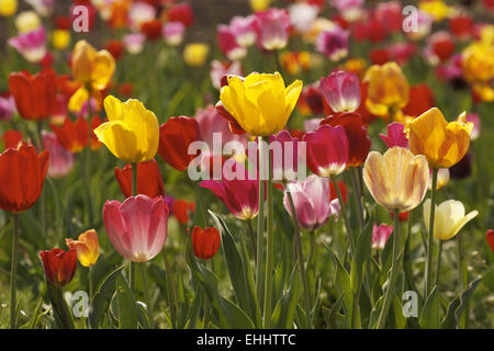 Champ de tulipes en Basse-Saxe, Allemagne Banque D'Images