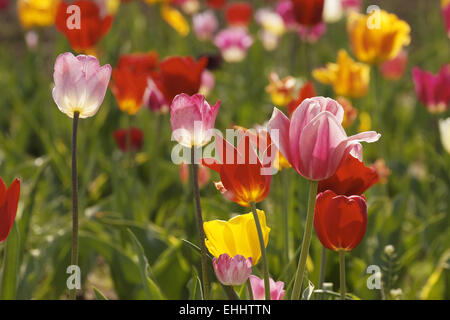 Champ de tulipes en Basse-Saxe, Allemagne Banque D'Images