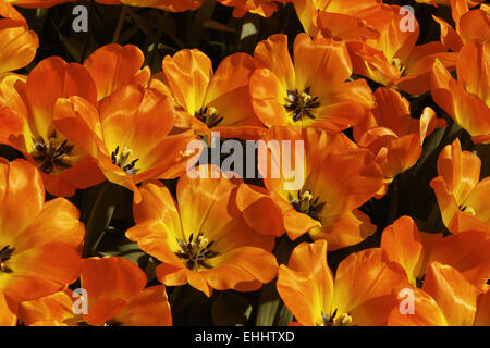 Tulip Daydream, Darwin tulipe hybride Banque D'Images