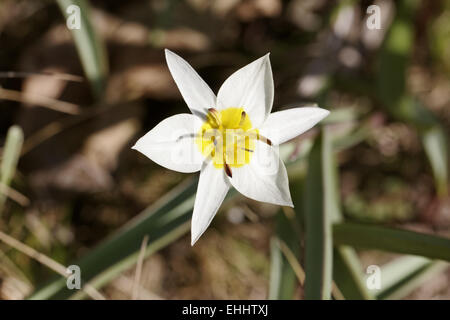 Tulipa turkestanica, Turkestan Tulip Banque D'Images