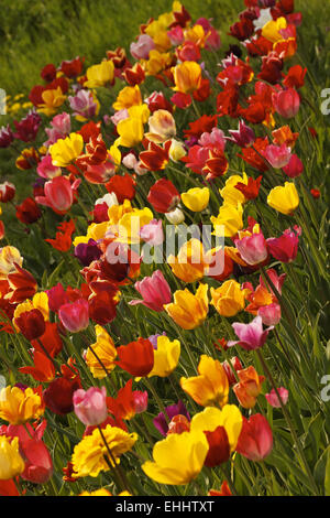 Champ de tulipes en Basse-Saxe, Allemagne Banque D'Images