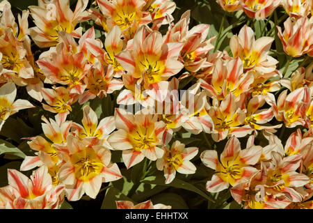 Tulip Québec, Greigii tulip Banque D'Images