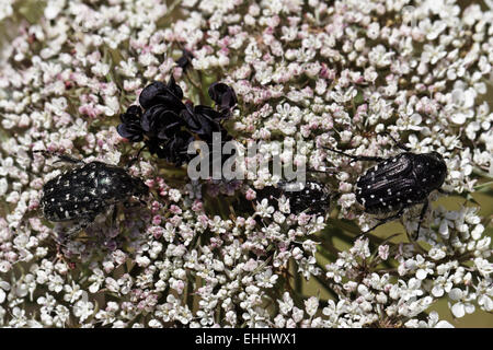 Oxythyrea funesta, White-spotted Rose Ponderosa Banque D'Images