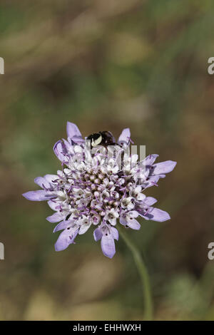 Synema globosum, crabe araignée (femelle) Banque D'Images