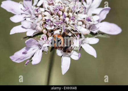 Synema globosum, crabe araignée (mâle) Banque D'Images