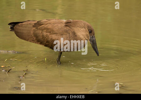 (Scopus umbretta Hamerkop) pêche en eau peu profonde Banque D'Images