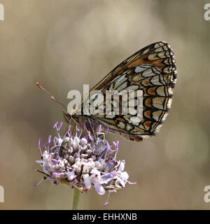 Melitaea athalia, Heath fritillary Banque D'Images