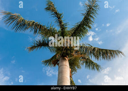 Palmiers sur la plage tropicale, Bavaro, Punta Cana, Banque D'Images