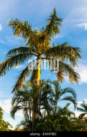 Palmiers sur la plage tropicale, Bavaro, Punta Cana, Banque D'Images