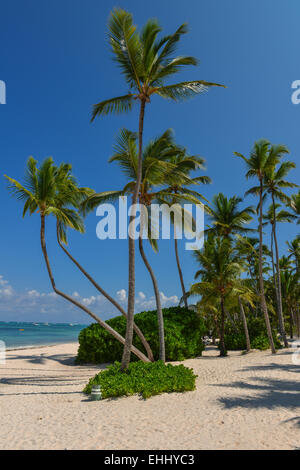 Palmiers sur la plage tropicale, Bavaro, Punta Cana, République Dominicaine Banque D'Images