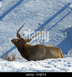 Deer (Cervus elaphus)dans la neige Kharkov zoo,europe,Ukraine,square Banque D'Images