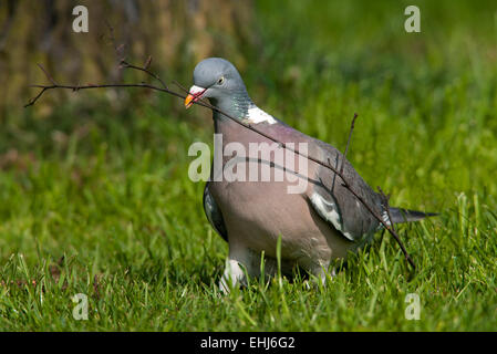 Pigeon ramier Columba palumbus adulte sur le terrain la collecte des brindilles pour matériau Banque D'Images