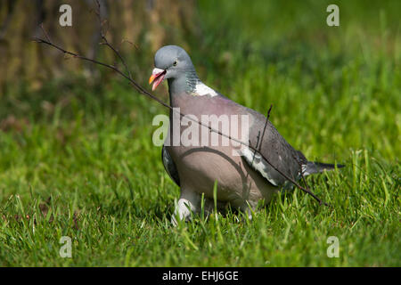 Pigeon ramier Columba palumbus adulte sur le terrain la collecte des brindilles pour matériau Banque D'Images