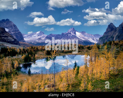 L'automne et le lac Hungabee Mélèze coloré comme vu du dessus .Le parc national Yoho, Plateau Opabin, British Columbia, Canada Banque D'Images