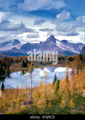 L'automne et le lac Hungabee Mélèze coloré comme vu du dessus .Le parc national Yoho, Plateau Opabin, British Columbia, Canada Banque D'Images