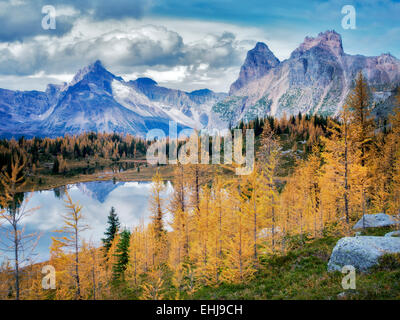 L'automne et le lac Hungabee Mélèze coloré comme vu du dessus .Le parc national Yoho, Plateau Opabin, British Columbia, Canada Banque D'Images