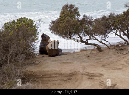 Lion de mer d'Amérique du Sud (Otaria flavescens) hommes sur plage de Punta Norte, Peninsula Valdes, Patagonie, Argentine Banque D'Images