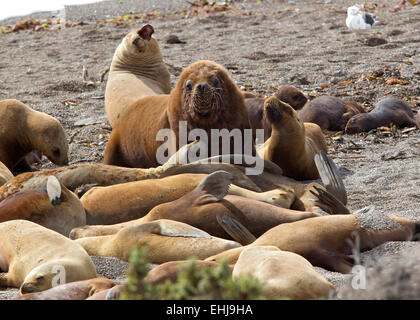 Lion de mer d'Amérique du Sud (Otaria flavescens) mâles et femelles sur plage de Punta Norte, Peninsula Valdes, Patagonie, Argentine Banque D'Images