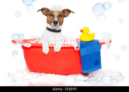 Chien à prendre un bain dans une baignoire en plastique coloré avec un canard Banque D'Images